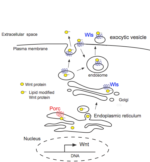 Secretion of Wnt proteins The Wnt Homepage